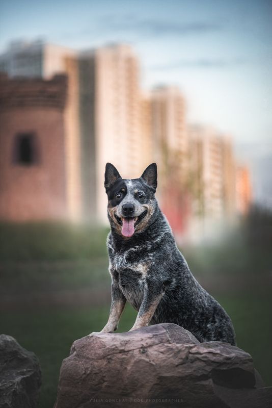 Австралийский хилер фото превью