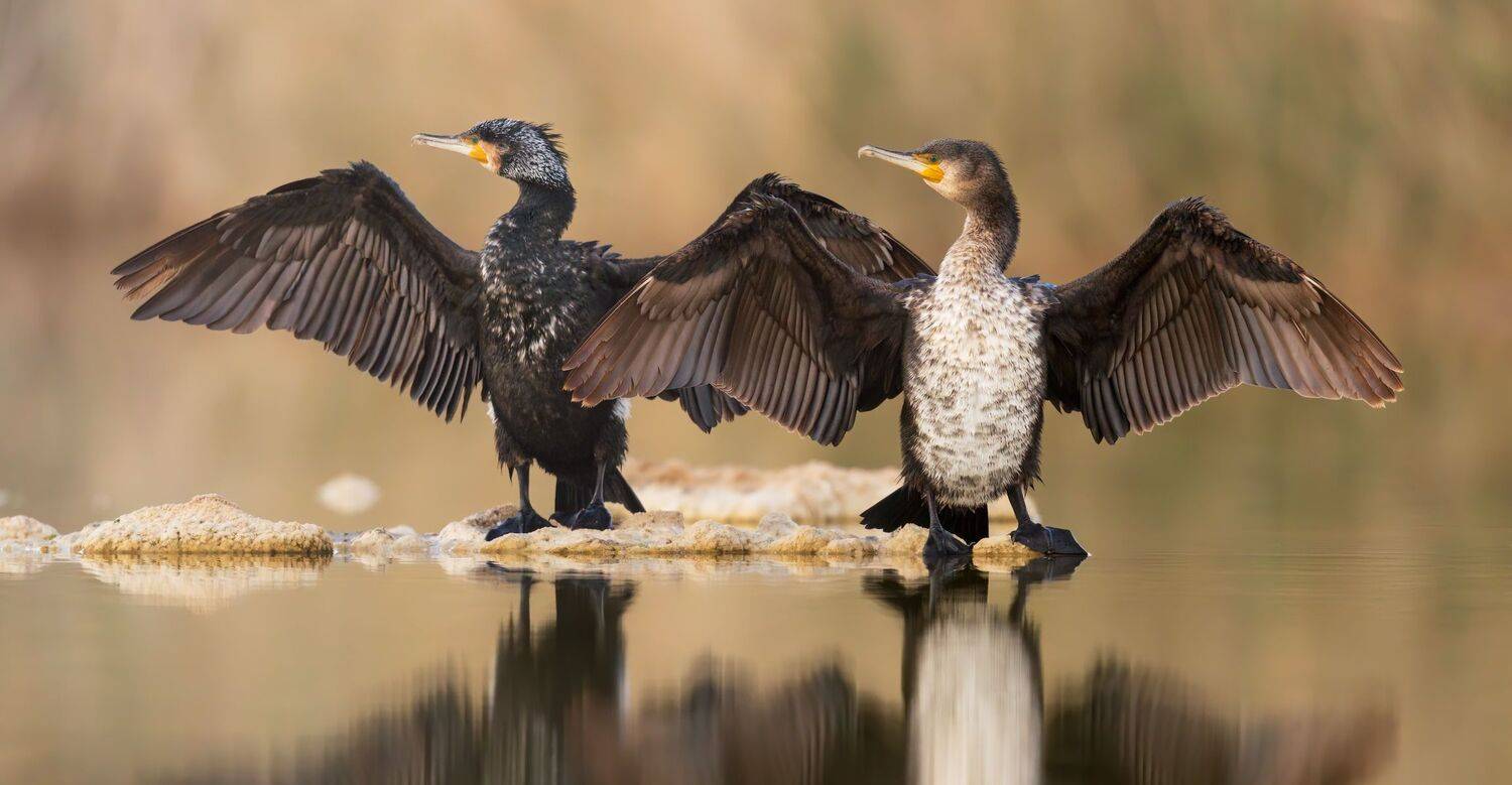 , Евгений Фруман