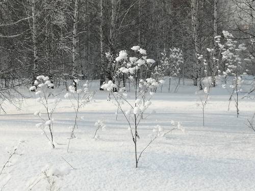 Нежная зима