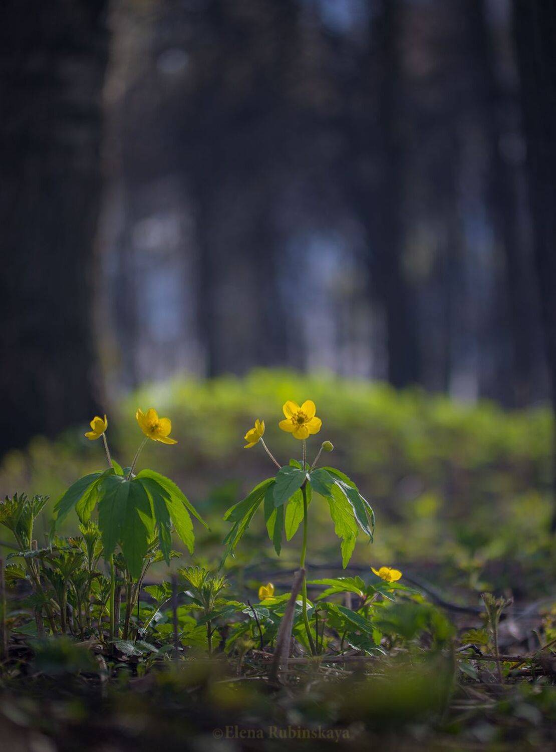 , Елена Рубинская