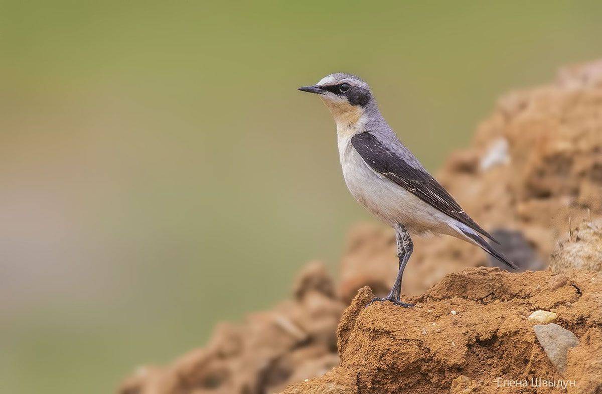 bird of prey, animal, birds, bird,  animal wildlife,  nature, animals in the wild,каменка, обыкновенная каменка, northern_wheatear, Елена Швыдун