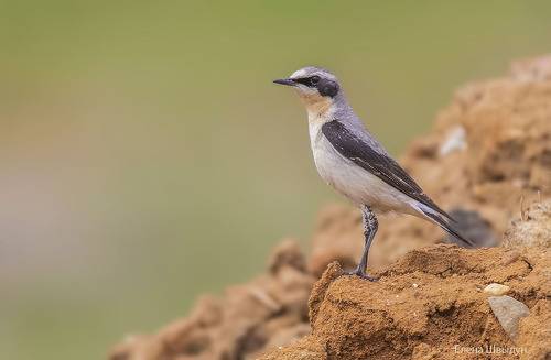 Northern wheatear