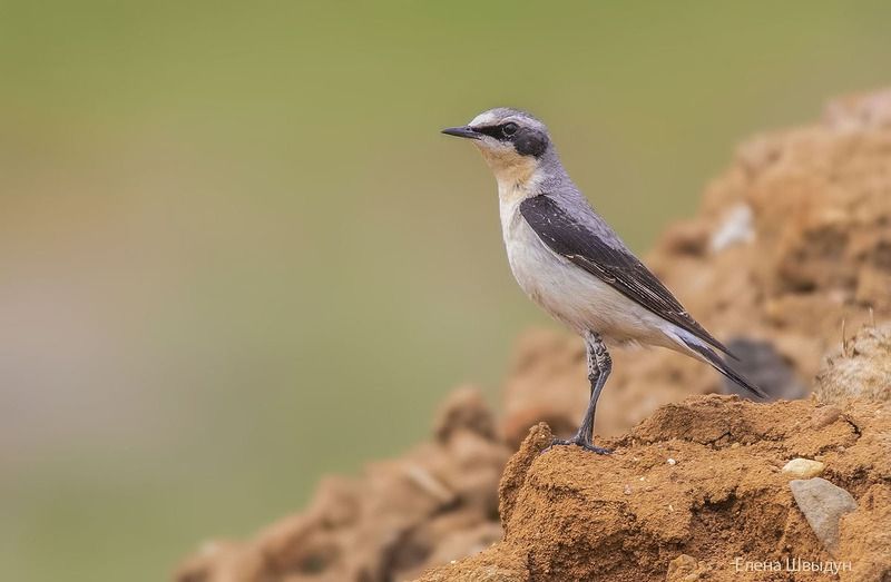 Northern wheatear фото превью