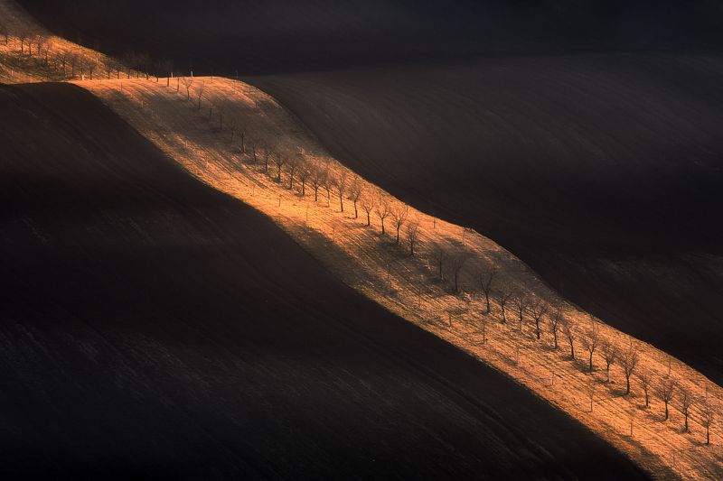 Gold ribbon фото превью