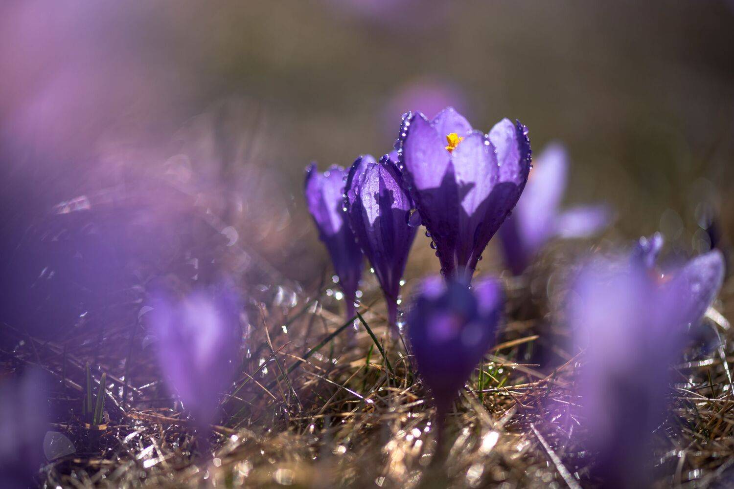 , Mariyana Atanasova - Lucero