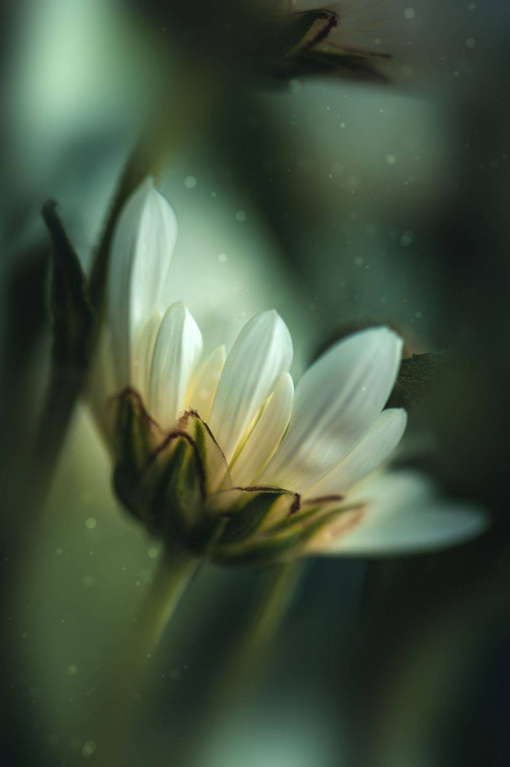 цветы, макро, весна, растение, Anna Makarenkova