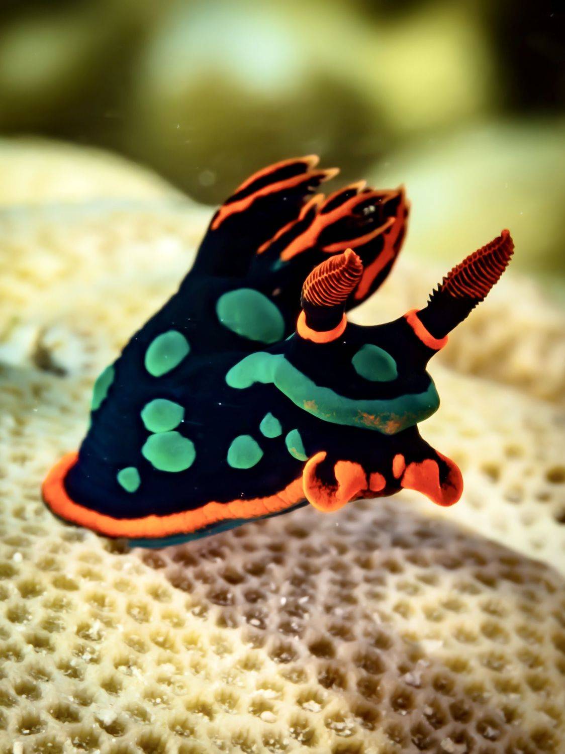 nudibranch, Alexander Plakida