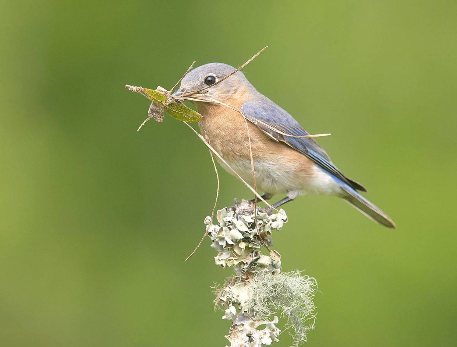 восточная сиалия, eastern bluebird,bluebird, весна, Etkind Elizabeth