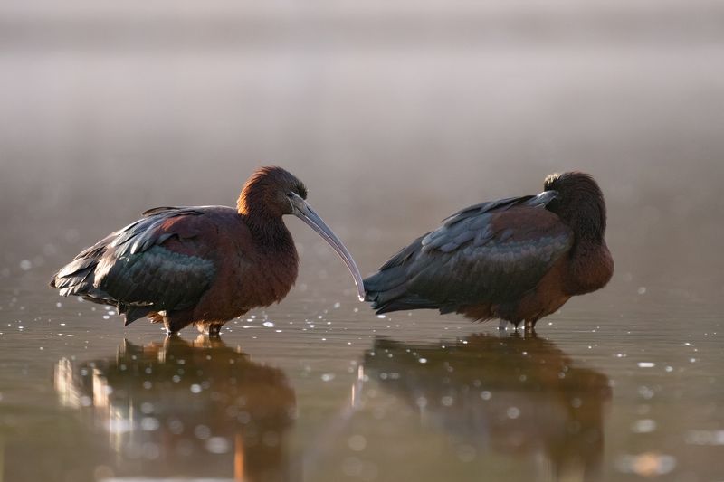 Plegadis falcinellus фото превью