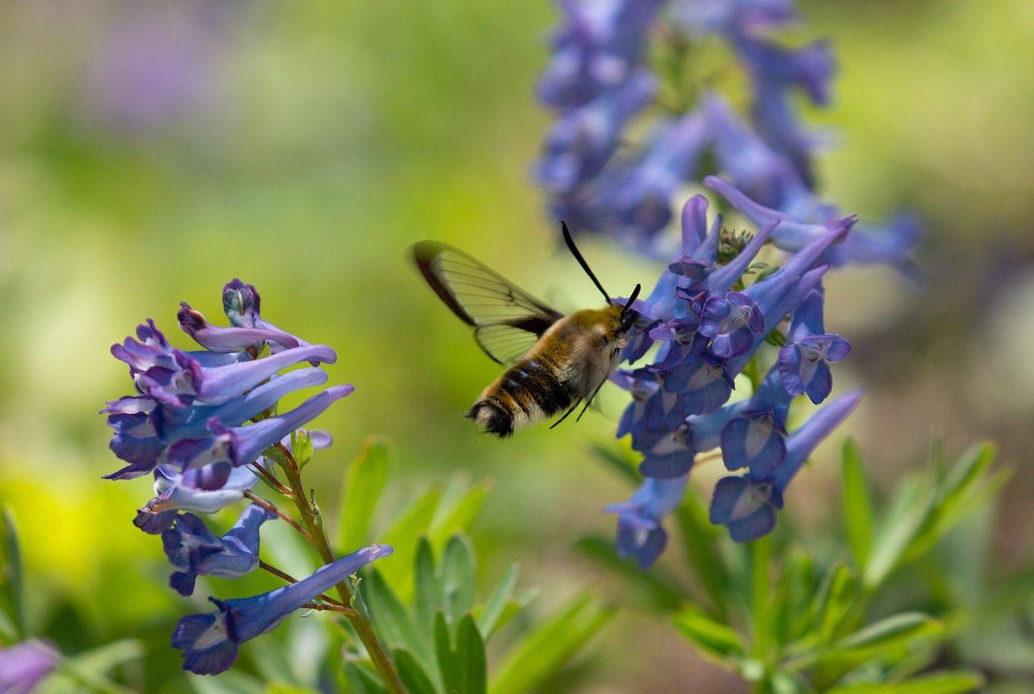 бабочка шмелевидка остров русский май, Евгений Слободской