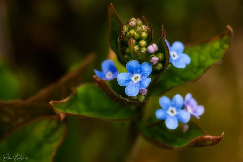 *** фото превью