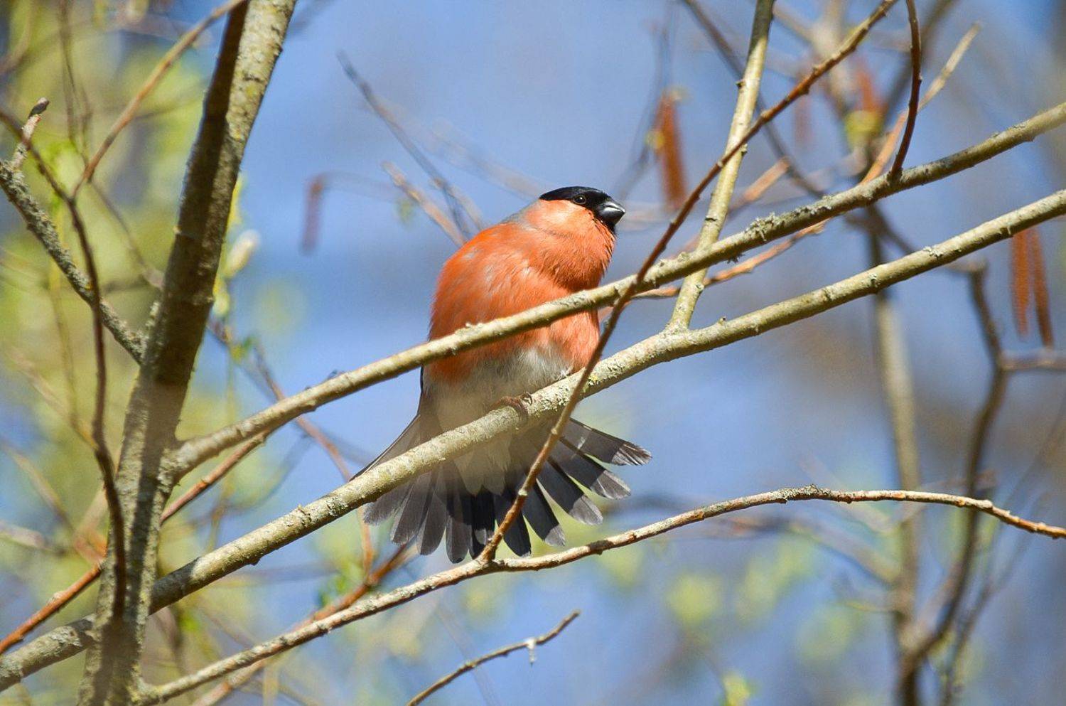 снегирь, КарОл