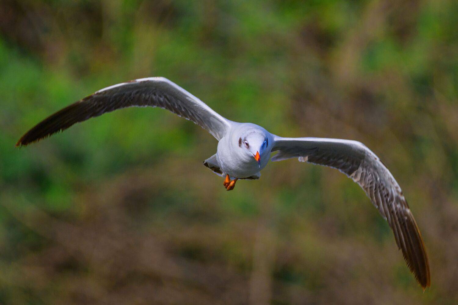 closeup, bird, birds, wild, wings, beauty, nature, swan, feather, spread, little sparrow,animal,animals,nikon,tailorbird,portrait,eyes,gull, G N RAJA