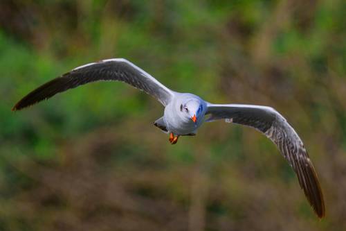 Seagull