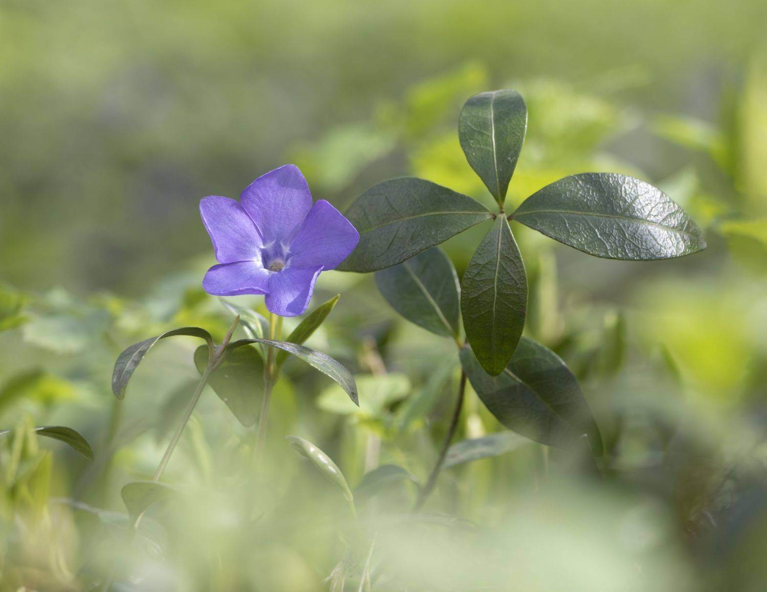 цветы, природа, Ольга Бонина