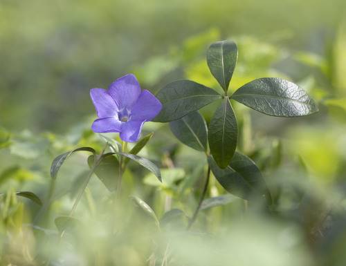Весенняя нежность