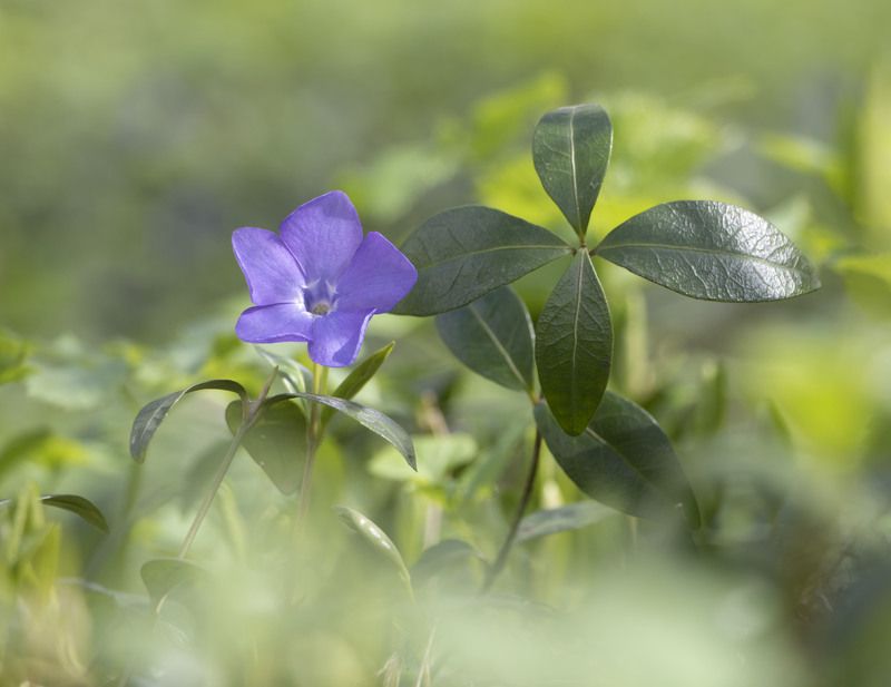 цветы, природа Весенняя нежность фото превью