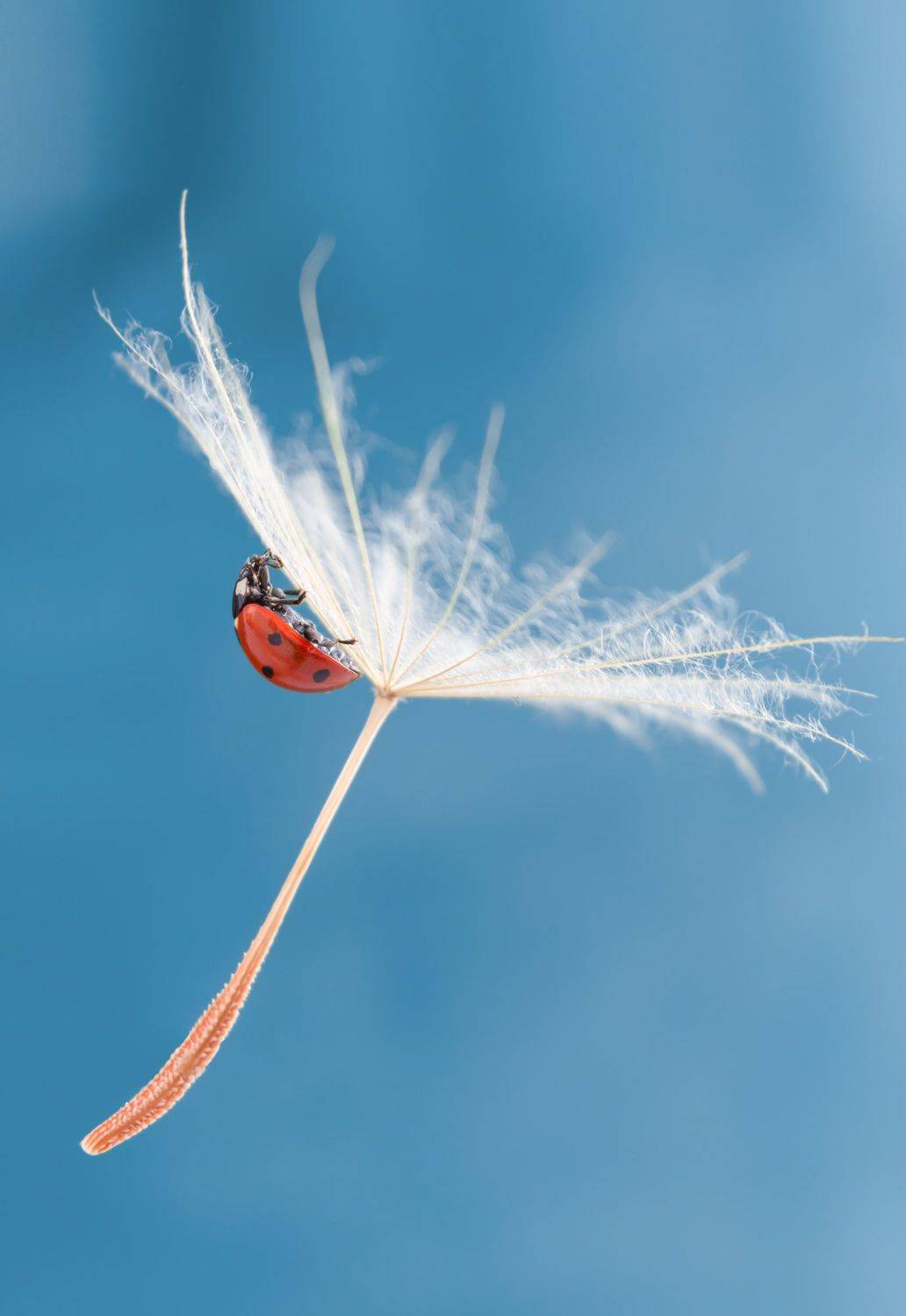 #ladybug #insect #macro #nature #dandelion #macrophotography #wallpaper #background #backdrop, Вікторія Крулько