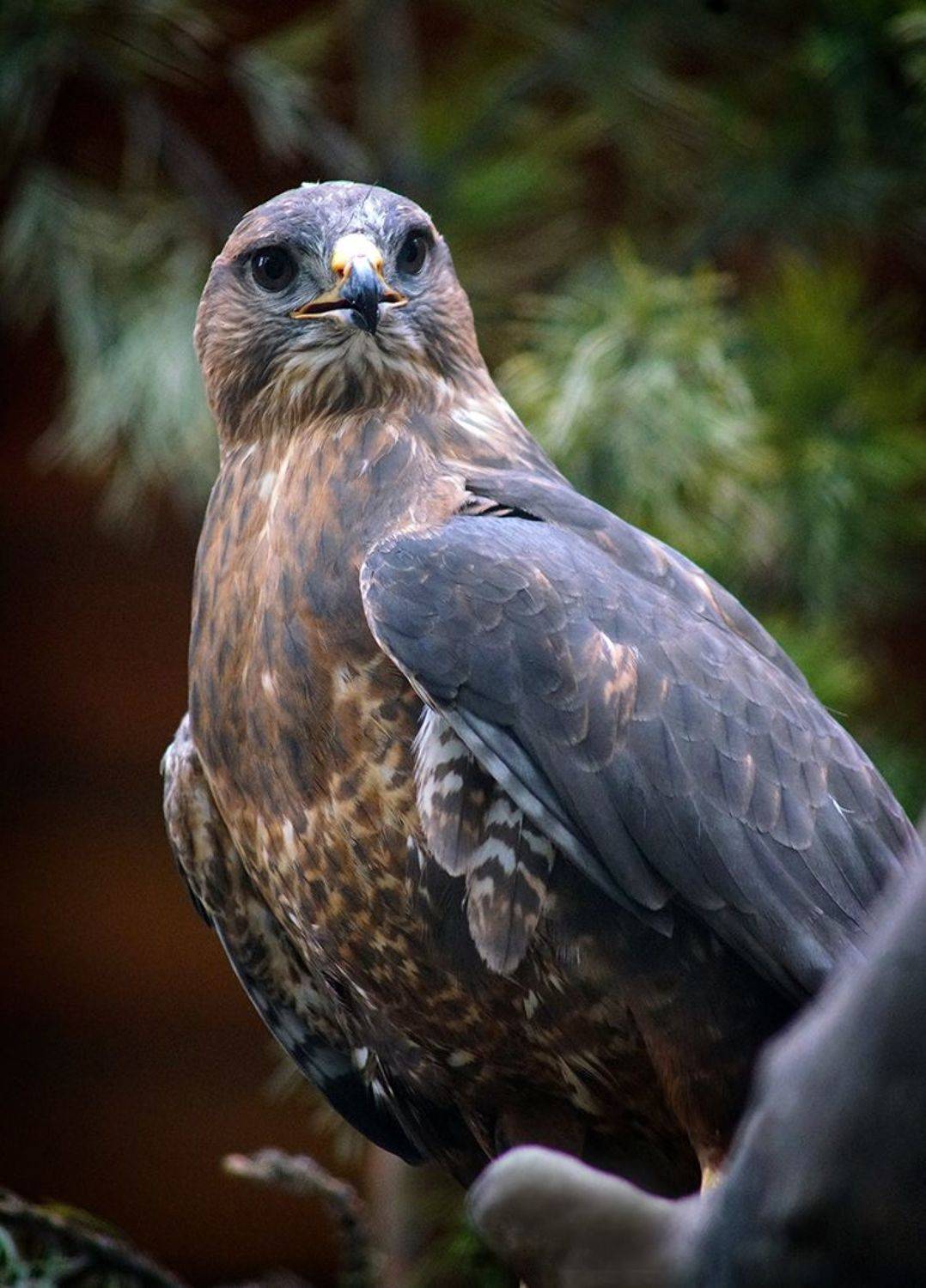 , Алексей Родак