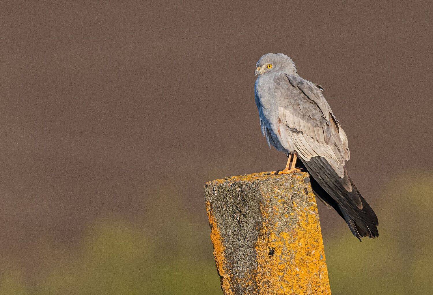 хищник лунь луговой, Руслан Сигушин