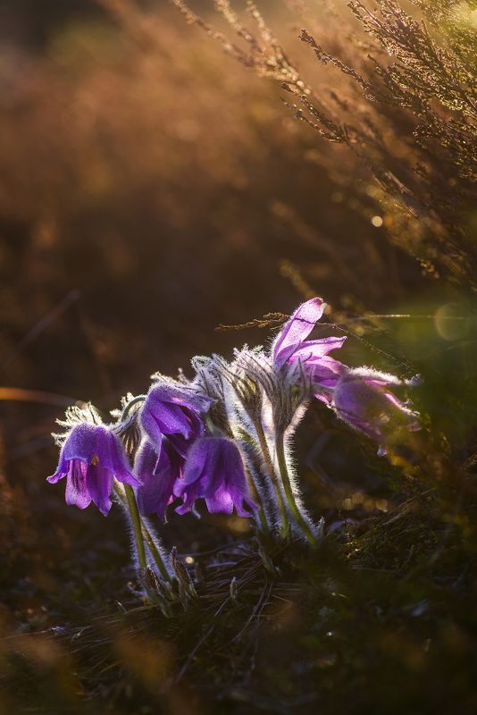 про весну, лесную сказку и весенние радости фото превью