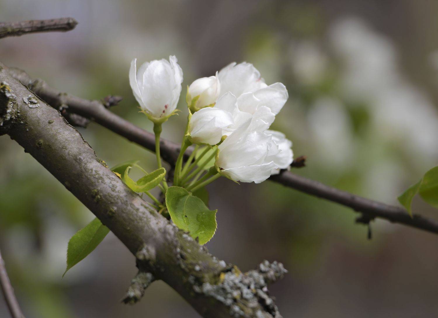 цветы, природа, Ольга Бонина