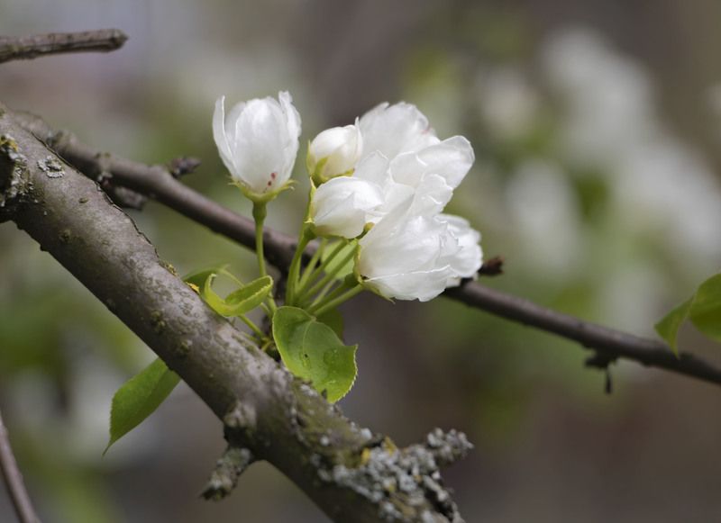 цветы, природа  фото превью