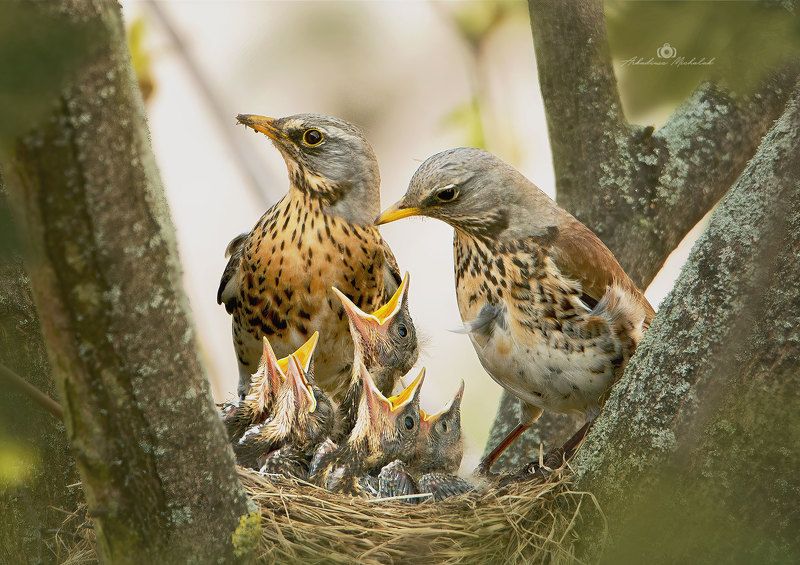 Kwiczoł (Turdus pilaris) фото превью