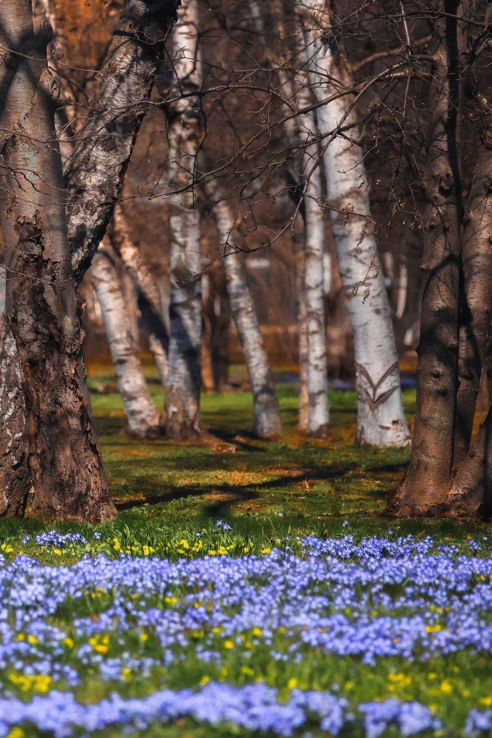 пейзаж, природа, nature, landscape, весна, spring, цветы, flowers, Julia Kaissa