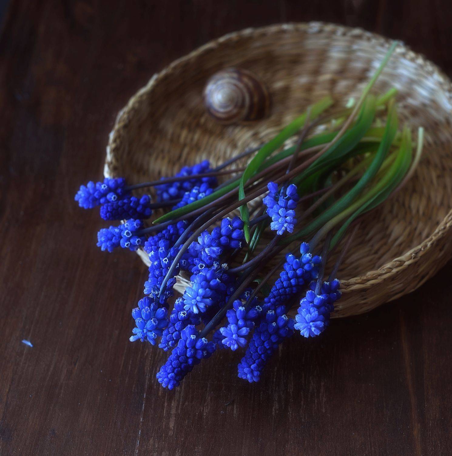 натюрморт,композиция,весна,мускари,цветы, Наталия К