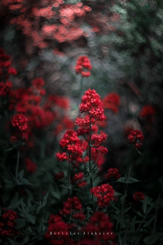 Red фото превью