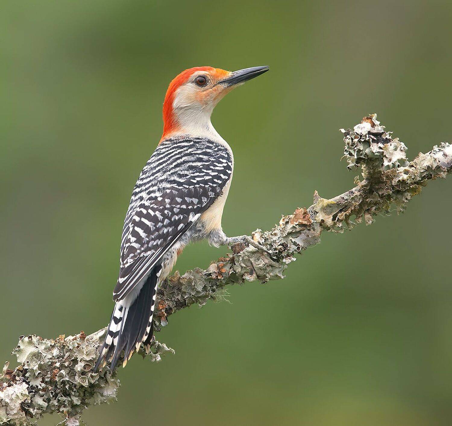 дятел, каролинский меланерпес, red-bellied woodpecker, woodpecker, Etkind Elizabeth