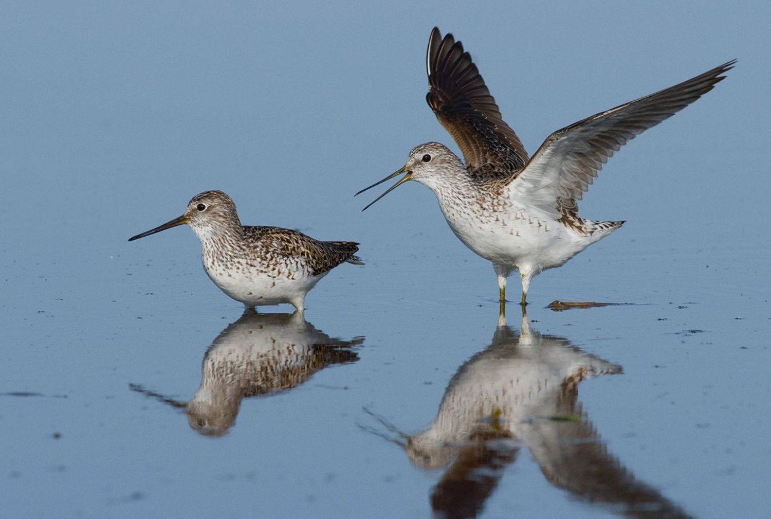 кулики,поручейники,брачное поведение,болото, Иван