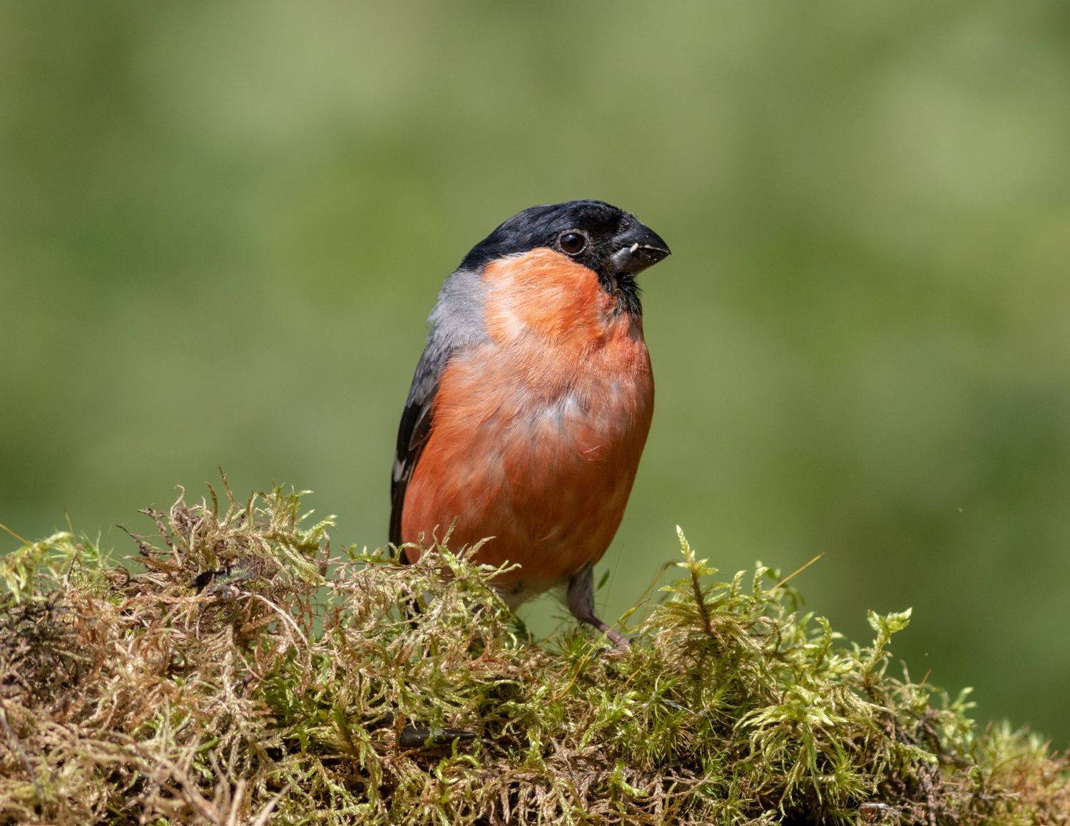 снегирь, птица, фотоохота, pyrrhula pyrrhula, birds, bullfinch,, Павел Краснослободцев
