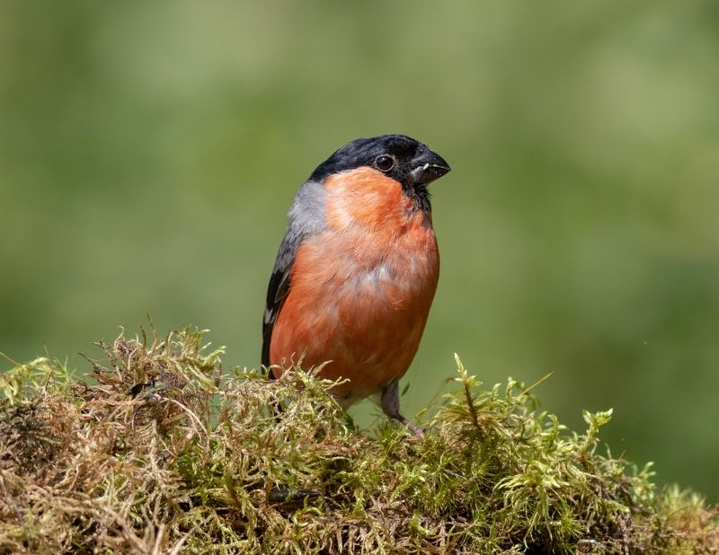 снегирь, птица, фотоохота, pyrrhula pyrrhula, birds, bullfinch, Снерирь фото превью