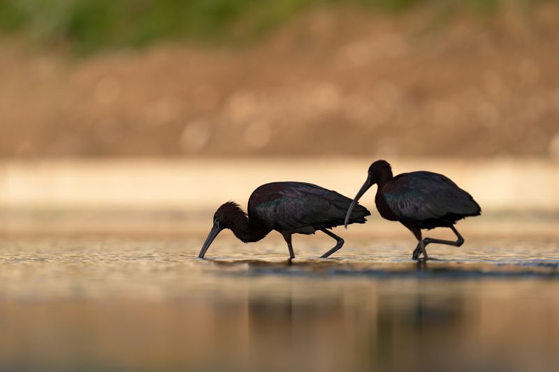 Plegadis falcinellus фото превью