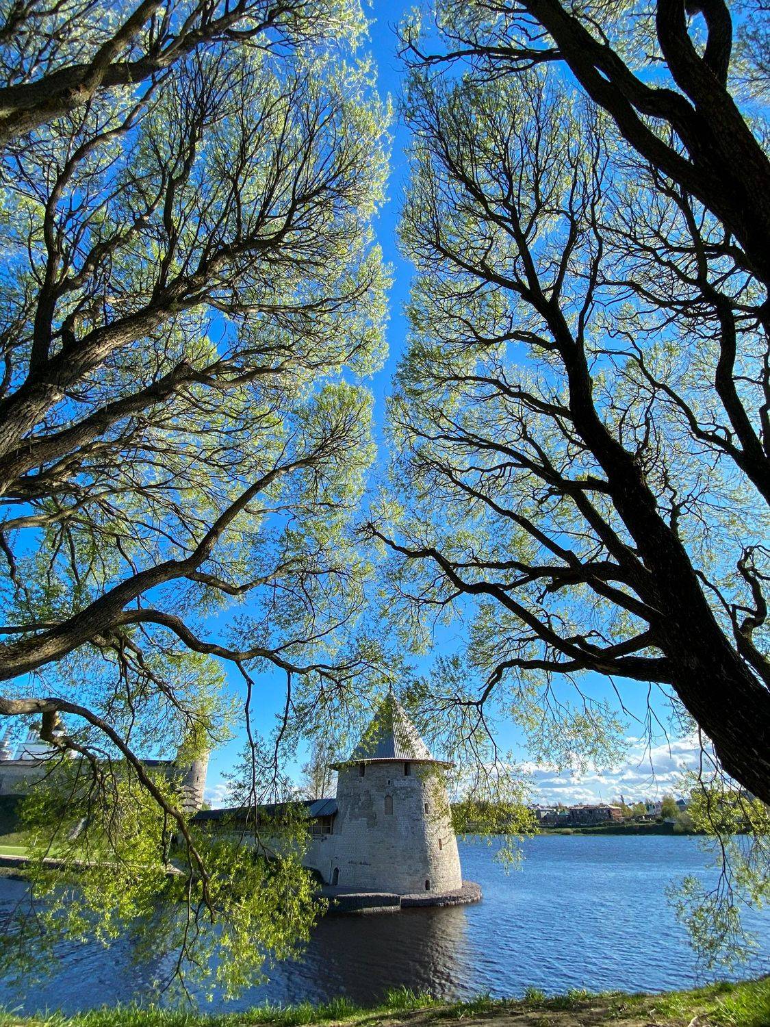 псков, Тимофей Шутов