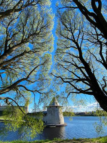 Застенчивость кроны