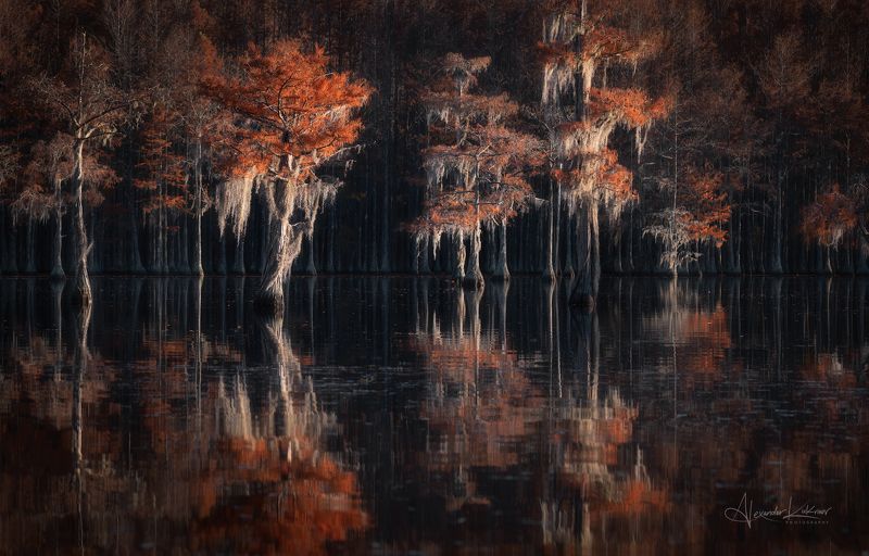 пейзаж,осень,кипарисы,болота,джорджия,сша Гобелены осенних болот фото превью