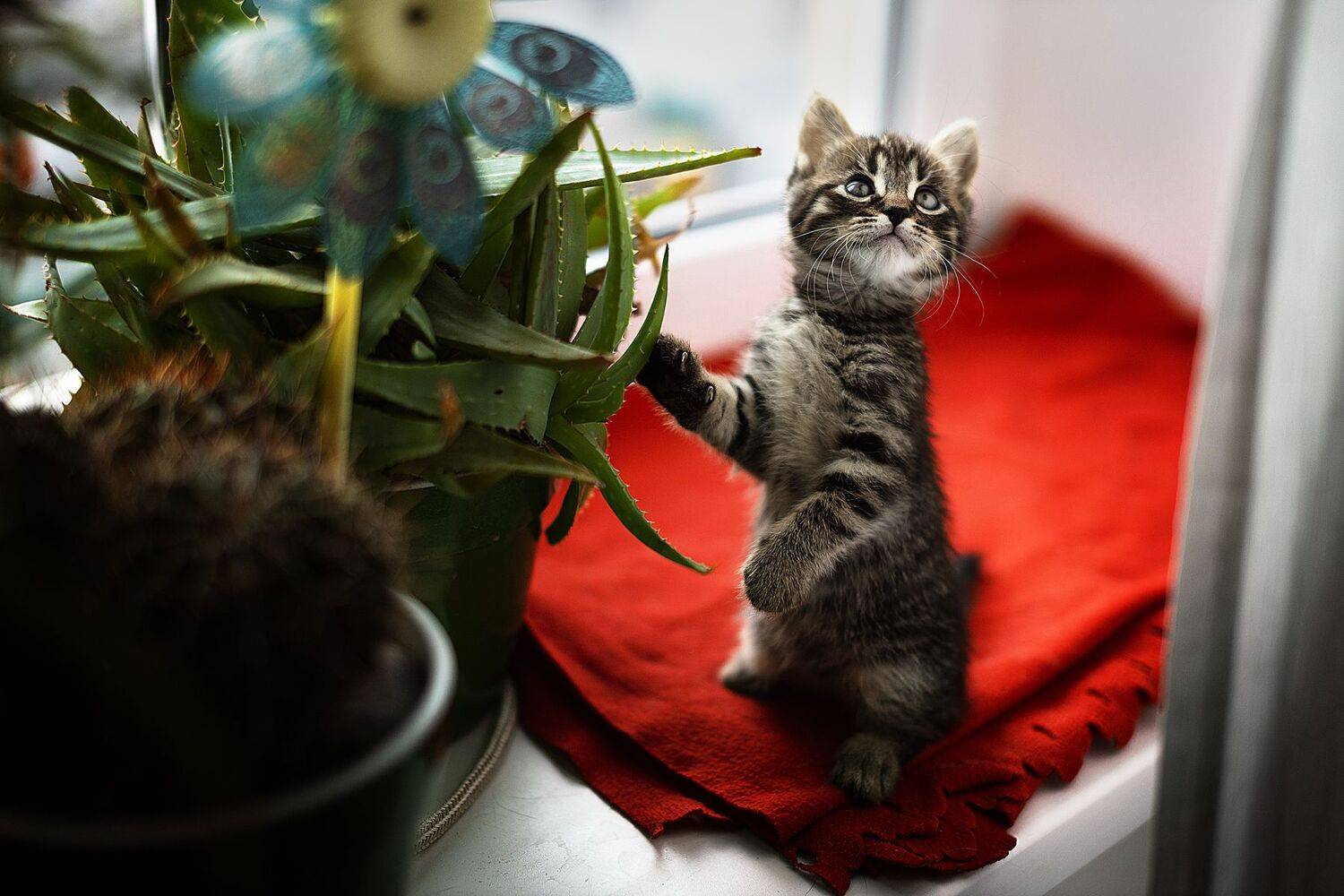 cat, pet, kitty, animal, portrait, кот, котенок, Vladimir Gladcov