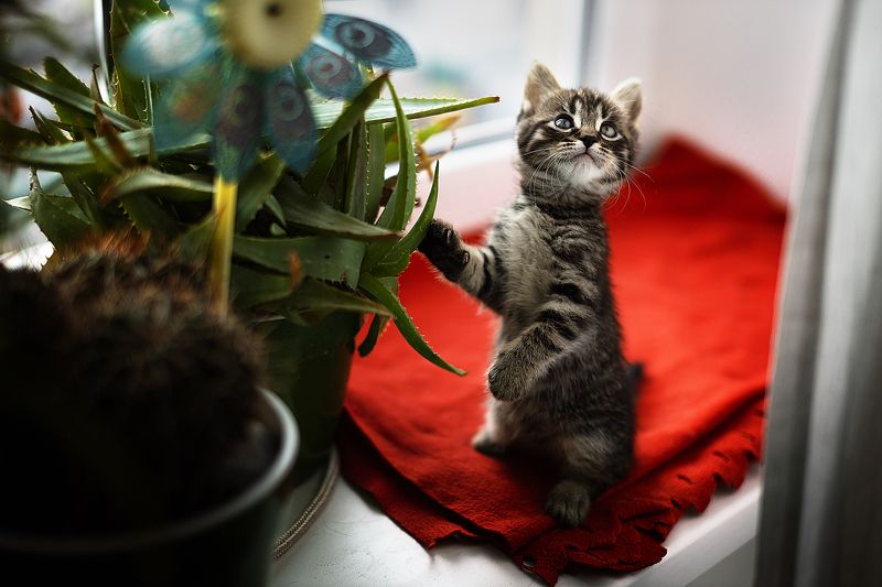cat, pet, kitty, animal, portrait, кот, котенок *** фото превью