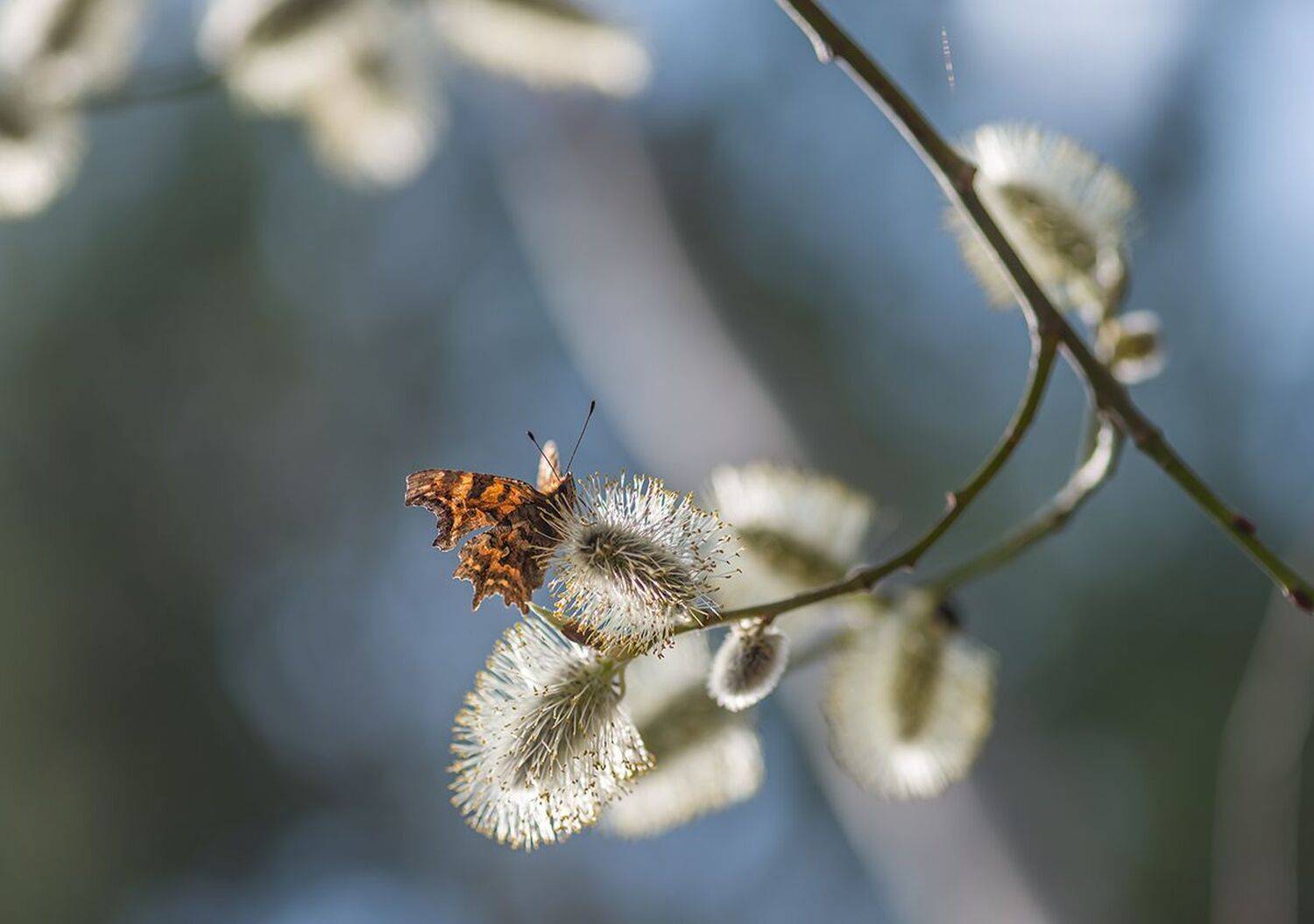 , Наиля Гарифуллина