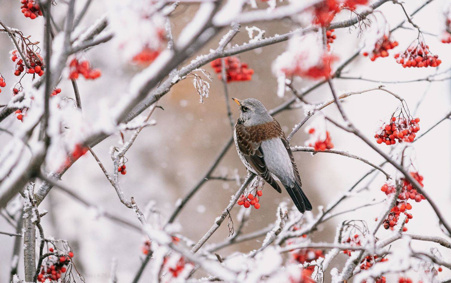 , Алексей Горохов