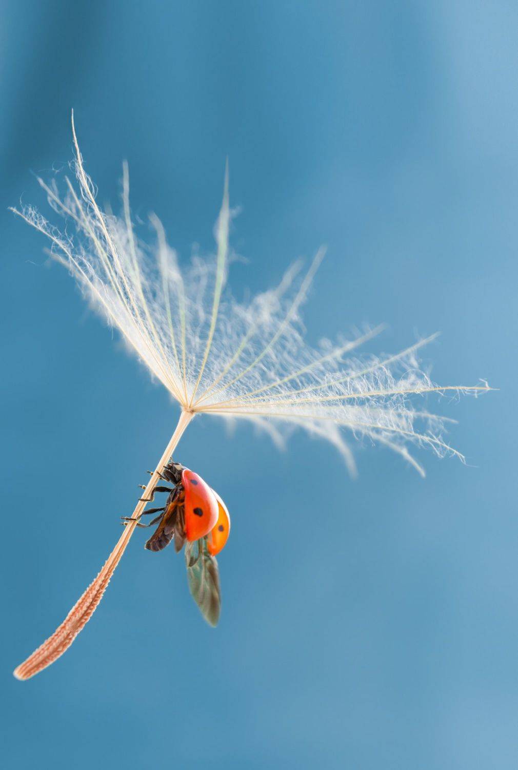 #ladybug #insect #macro #nature #dandelion #macrophotography #wallpaper #background #backdrop, Вікторія Крулько