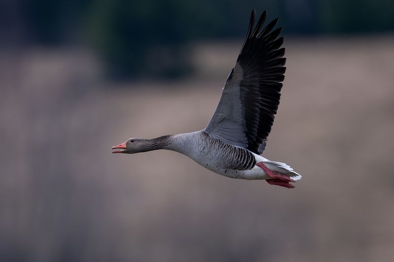 Meza zoss фото превью