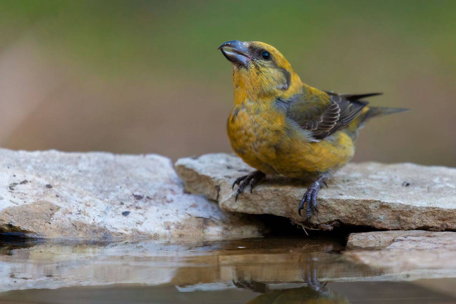 клёст, Марат Кучкаев