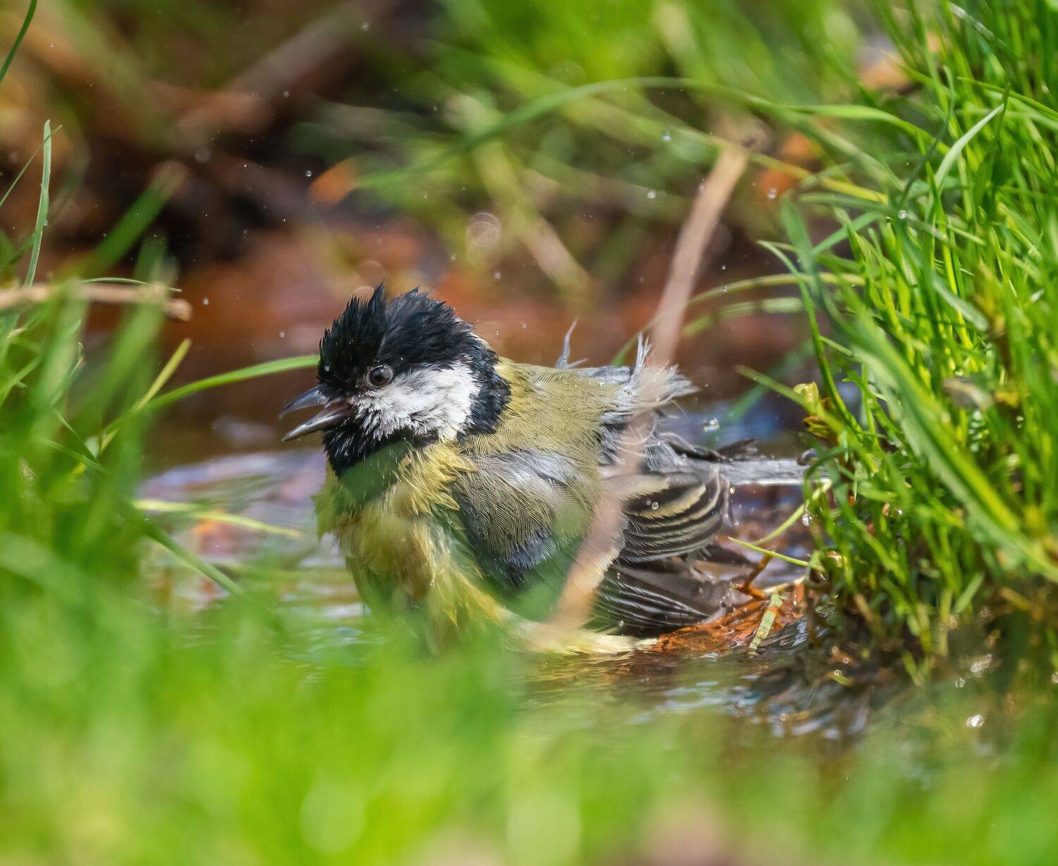 , Константин Дэм