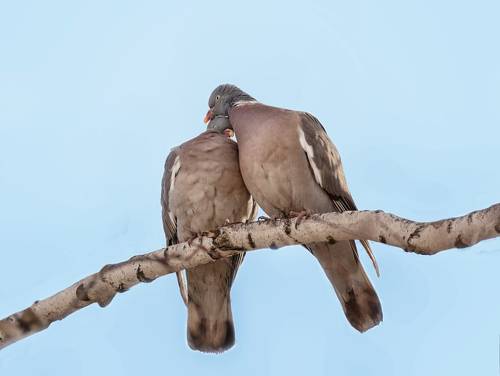 ЛЮБОВЬ! (вяхирь)