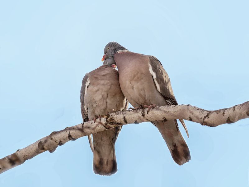 птица, дикий глубь, вяхирь, любовь, весна, ЛЮБОВЬ! (вяхирь) фото превью