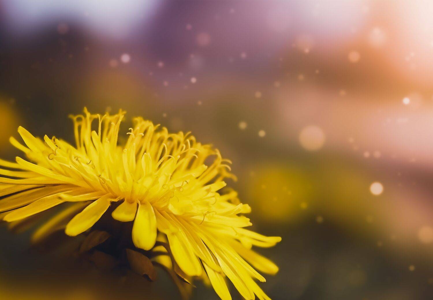 одуванчик, природа, флора, макро, жёлтый, Козлова Юлия